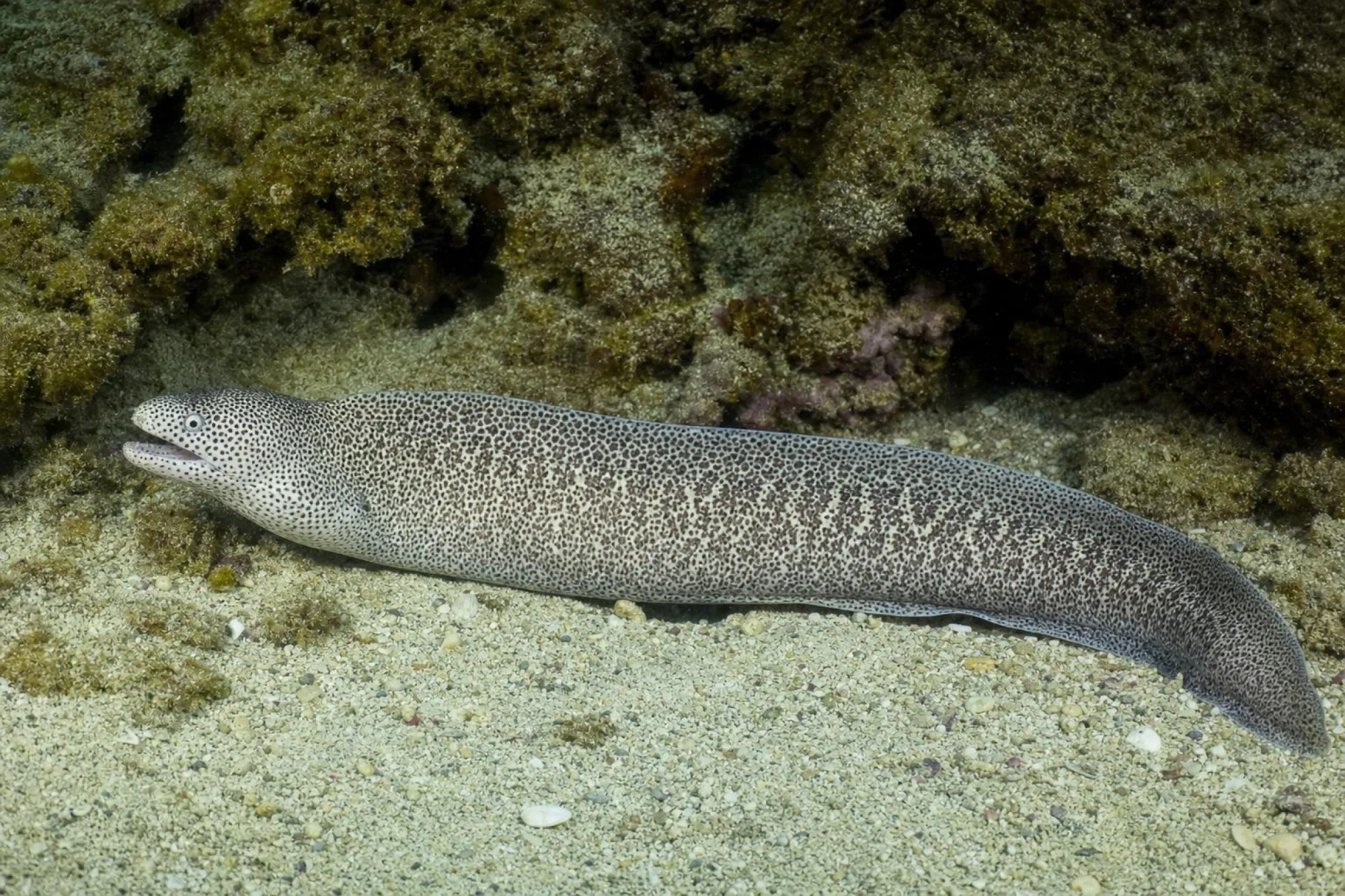 Gesprenkelte Muräne, Gymnothorax pictus