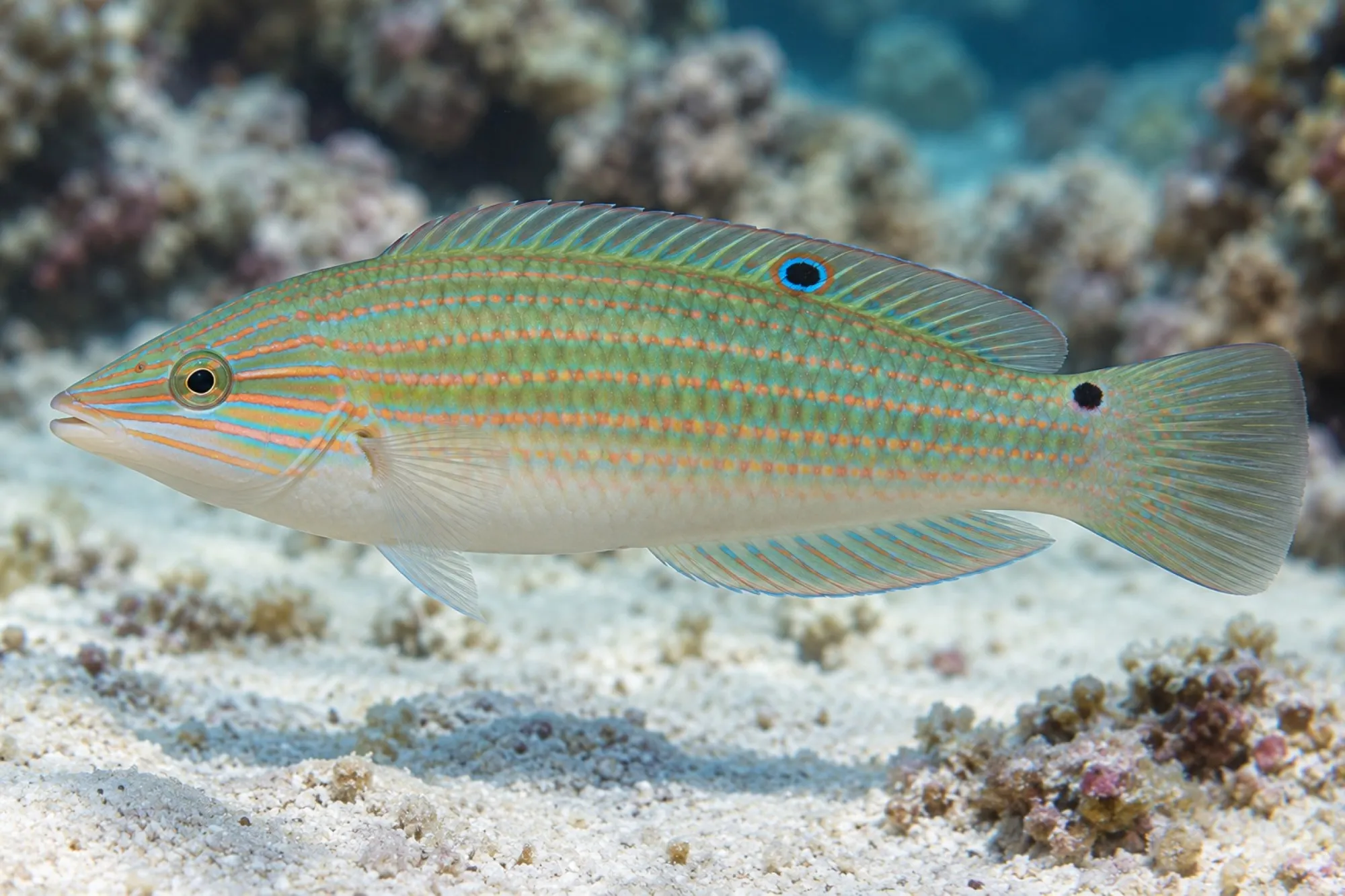 Kettenlippfisch, Halichoeres leucurus