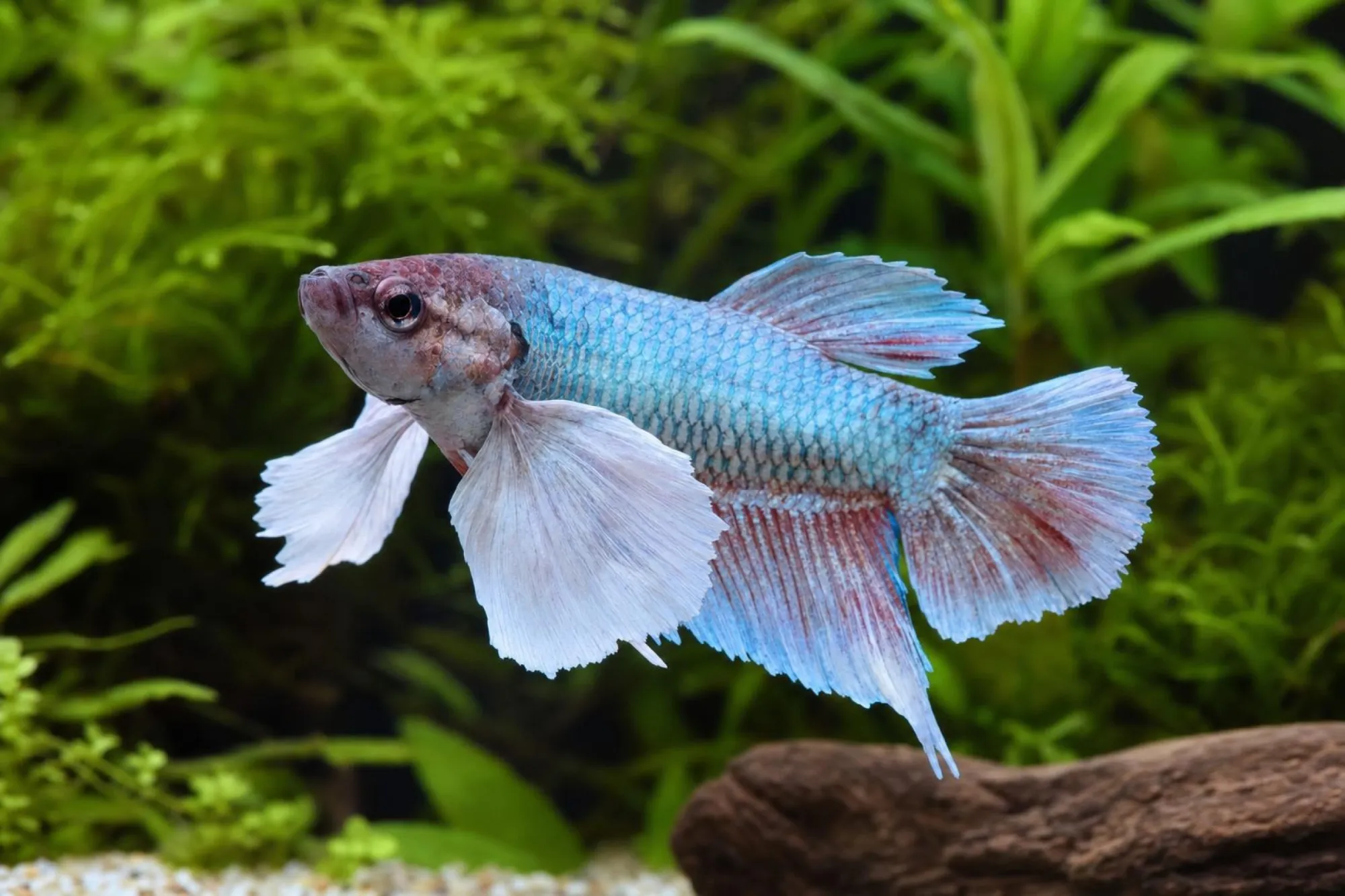 Dumbo-Ear-Kampffisch, Männchen, Betta splendens
