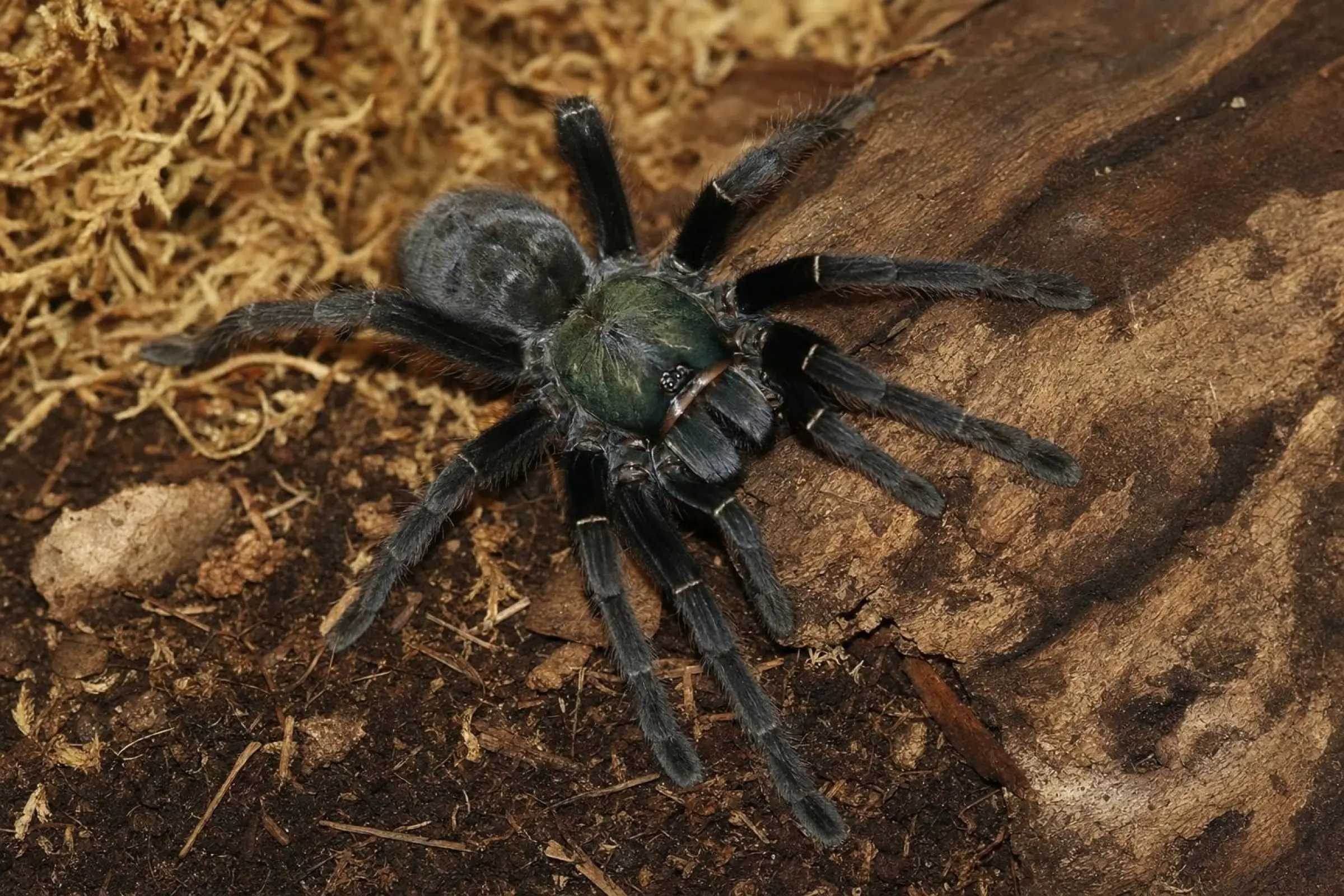 Kolumbianische Smaragd-Vogelspinne aus Nachzucht, Psalmopoeus emeraldus