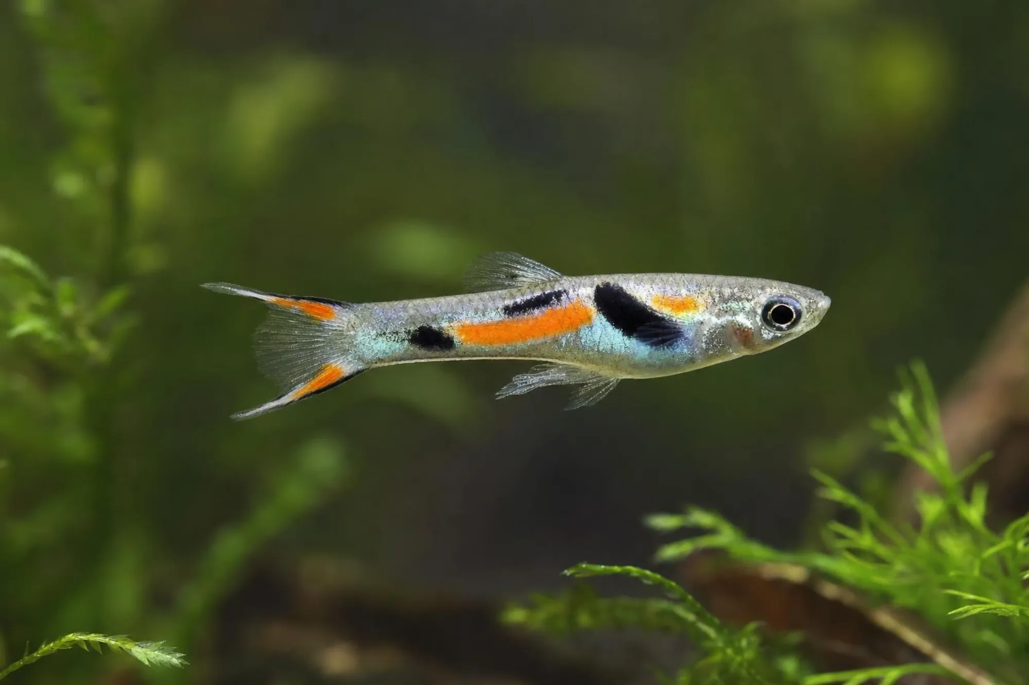 Platinum-Komet-Endler-Guppy, Männchen, Poecilia wingei
