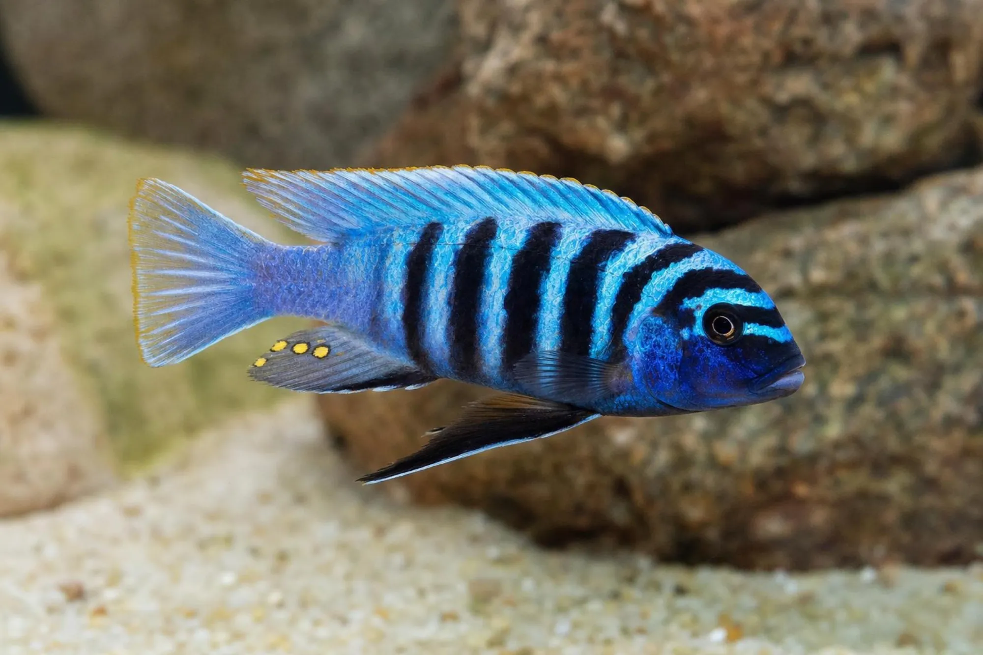Goldbrust-Zebrabuntbarsch „Red“, Maylandia fainzilberi