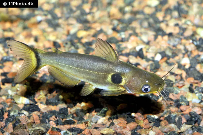 Mondfinsternis-Stachelwels, Horabagrus brachysoma, 8-10 cm DNZ