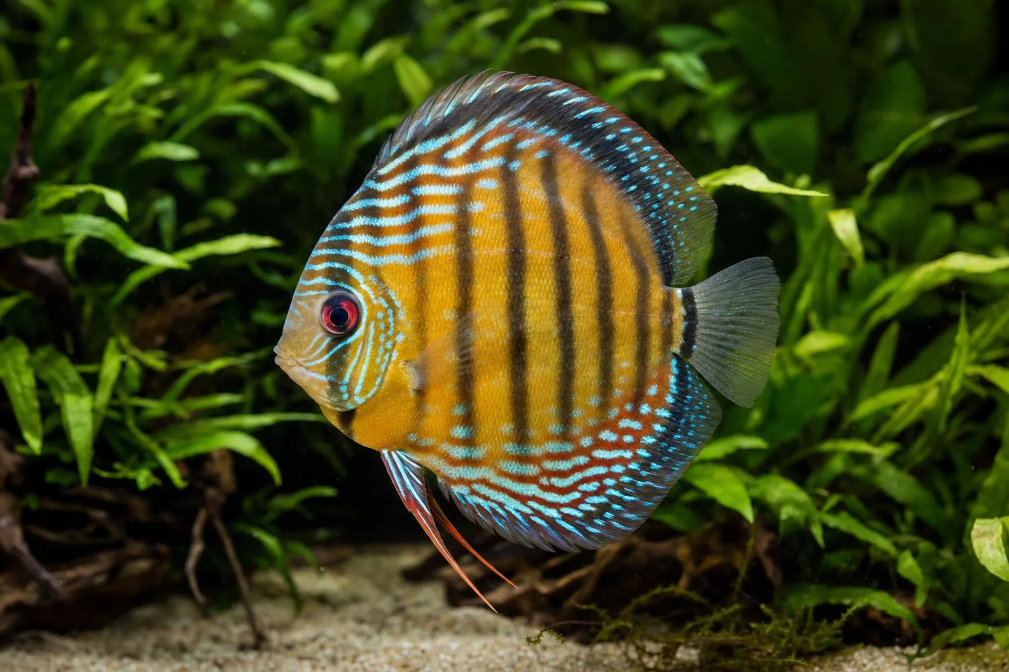 Diskus „Lake Turere Colourful Blue“, Symphysodon aequifasciatus