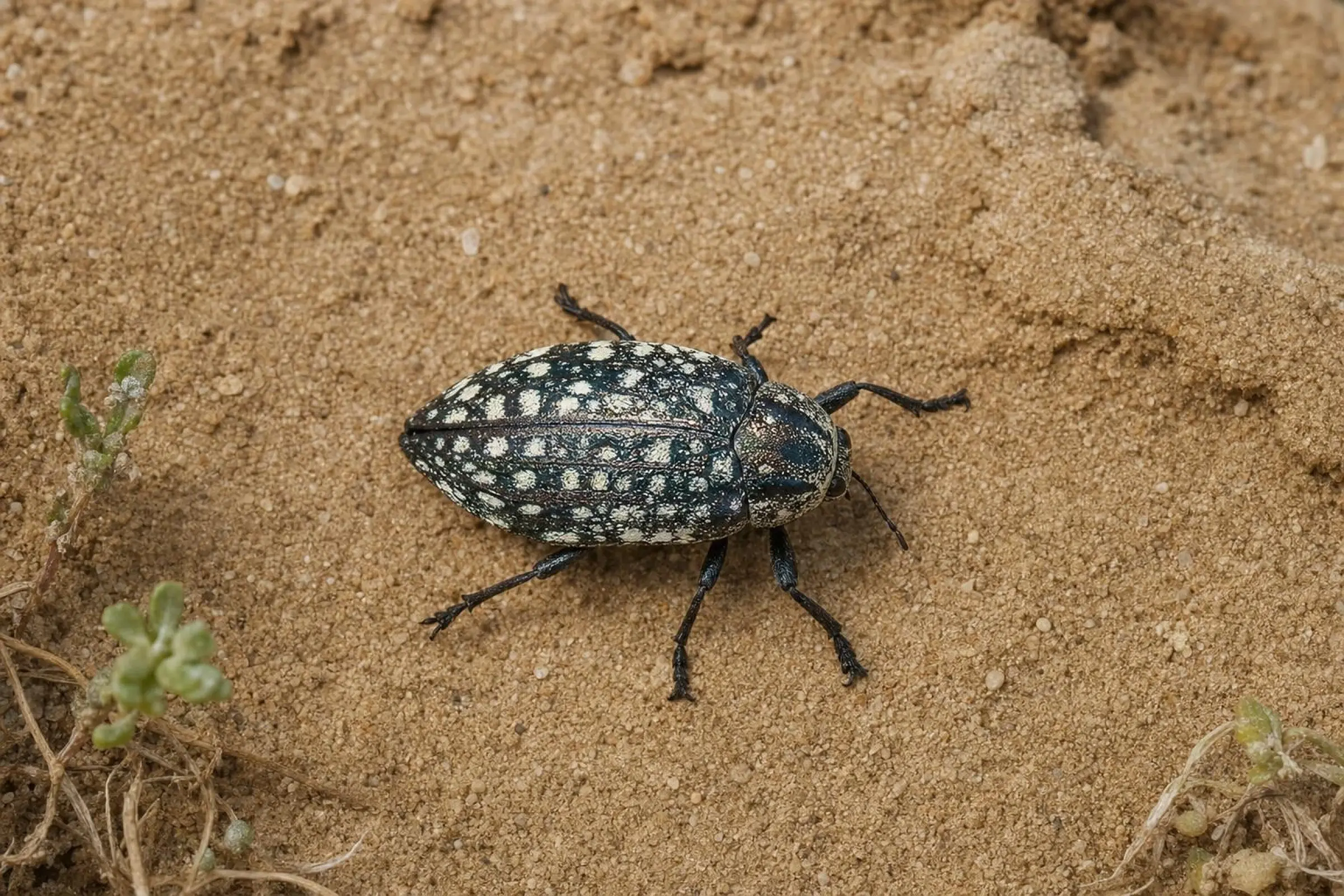Euphrat-Sandlaufkäfer, Grammognatha euphratica