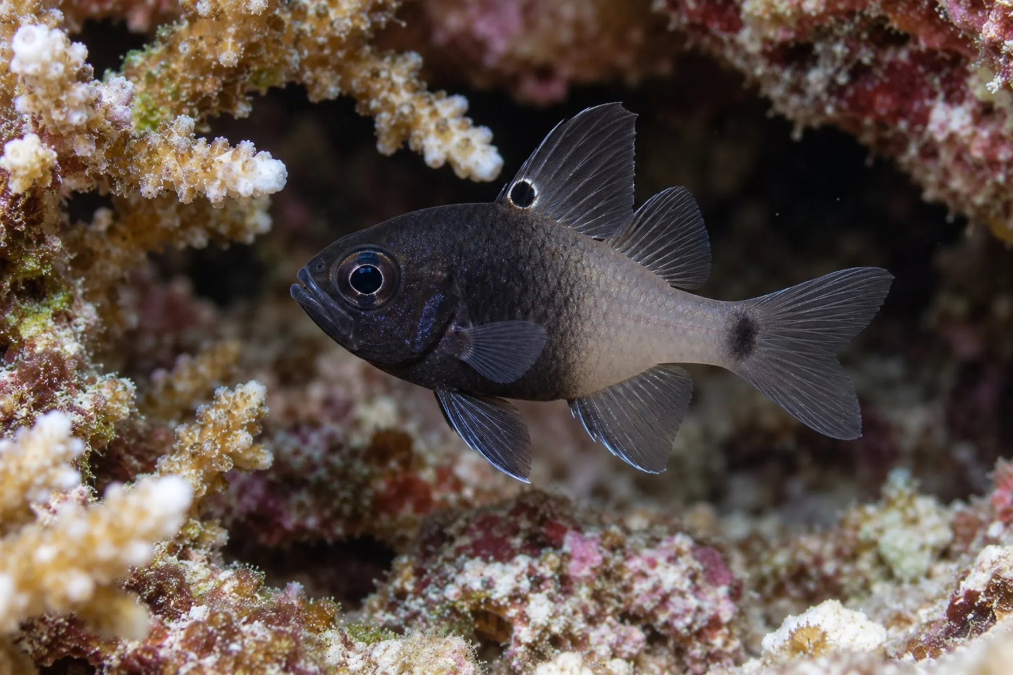 Schwarzer Kardinalbarsch, Apogonichthyoides melas