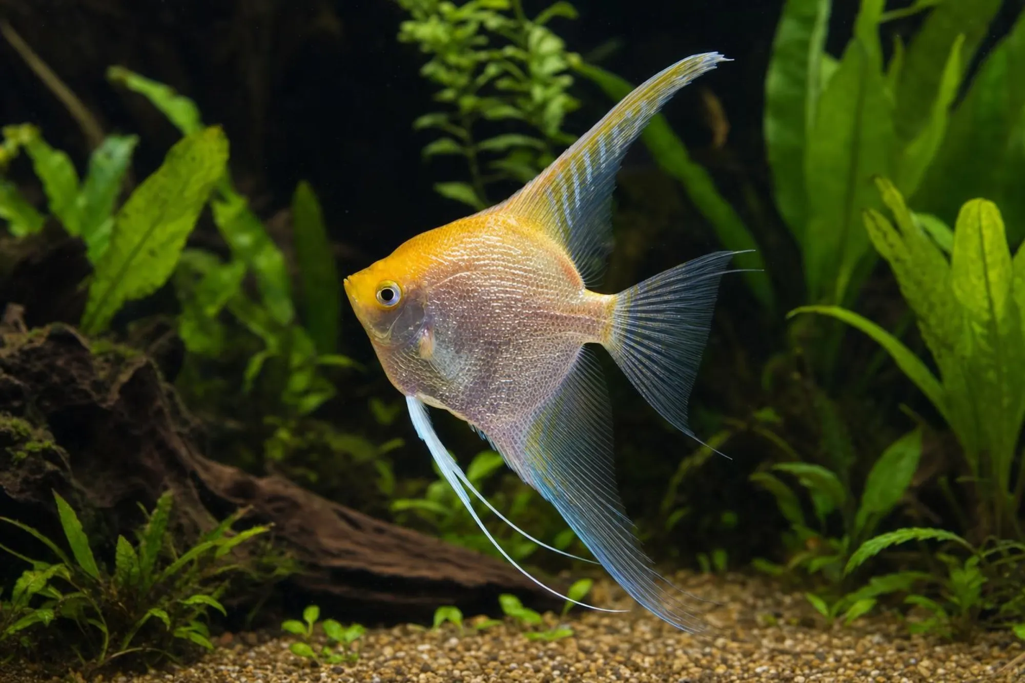 Schleierskalar „Gold Copper“, Pterophyllum scalare