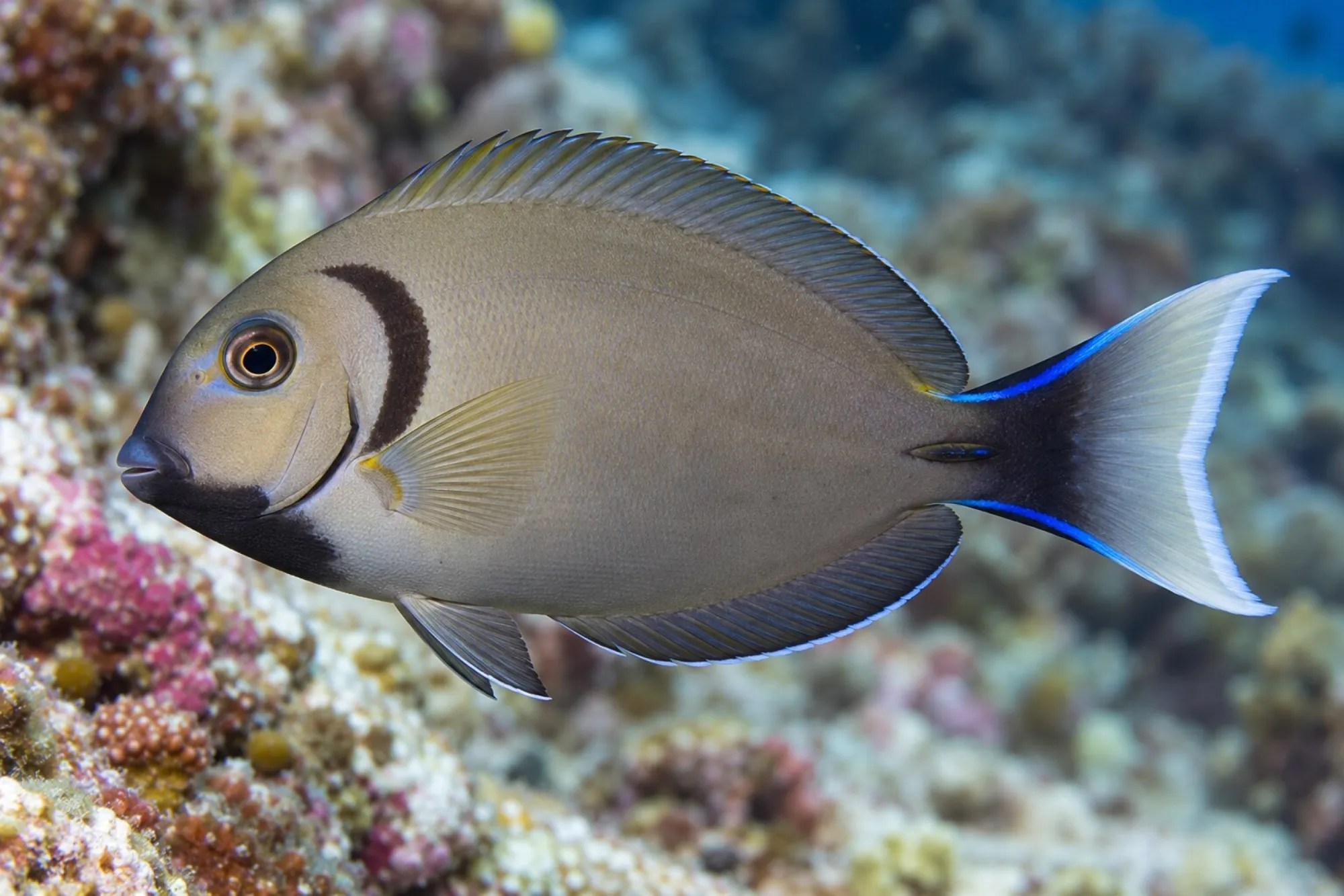 Kreisdorn-Doktorfisch, Acanthurus tennentii, ca. 6,0-8,0 cm