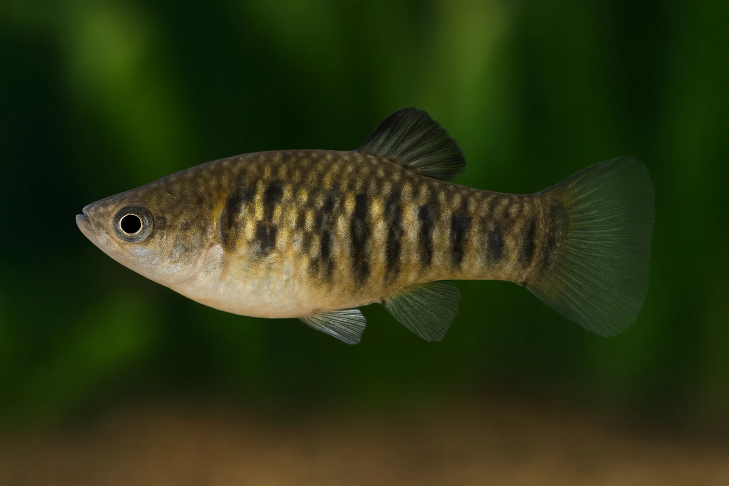Tigerkärpfling, Limia islai (Poecilia islai)