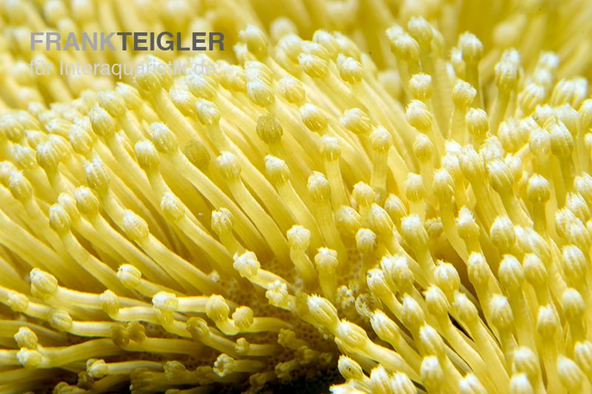 Gelbe Fidschi-Lederkoralle (Nachzucht), Sarcophyton elegans, Größe S–M