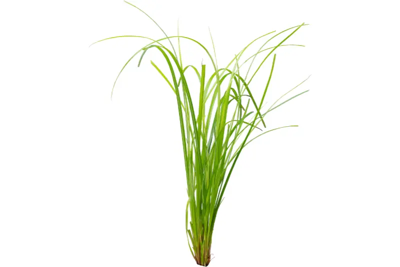 Zyperngras, Cyperus helferi, im Topf