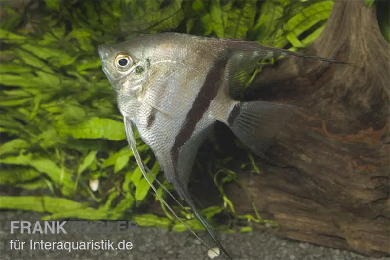 Zweifarbiger Skalar, Pterophyllum scalare Bicolor, 4-5 cm