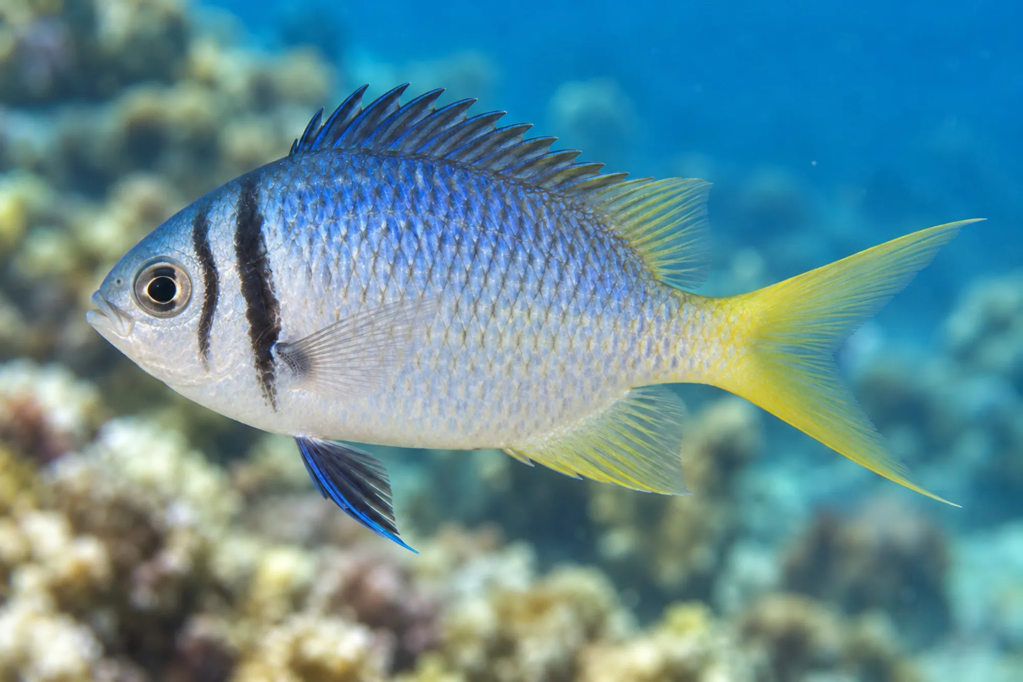 Doppelbinden Schwalbenschwanz, Chromis opercularis