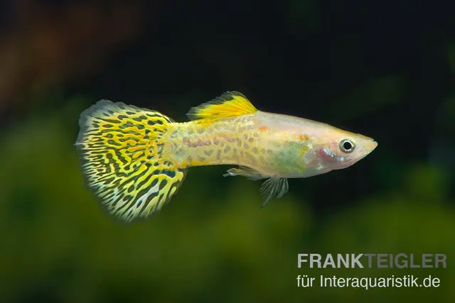 Guppy Cobra golden (gelb), Poecilia reticulata, paarweise