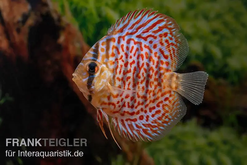 Diskusfisch ASIA-NZ, Symphysodon discus Leopard