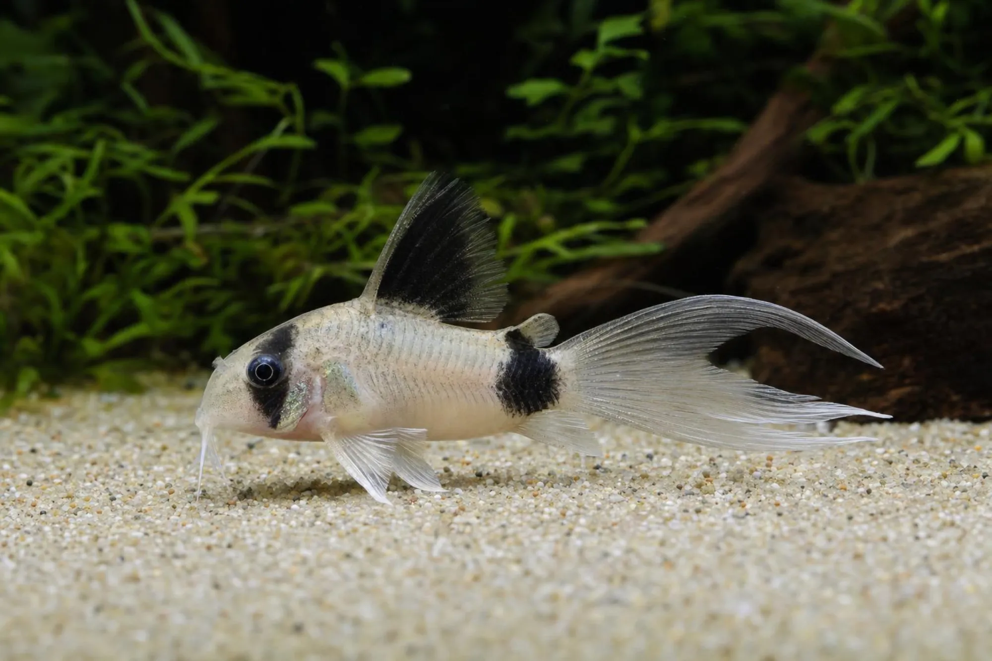 Long-Fin-Panda-Panzerwels, Corydoras panda, ca. 2,5-3,0 cm