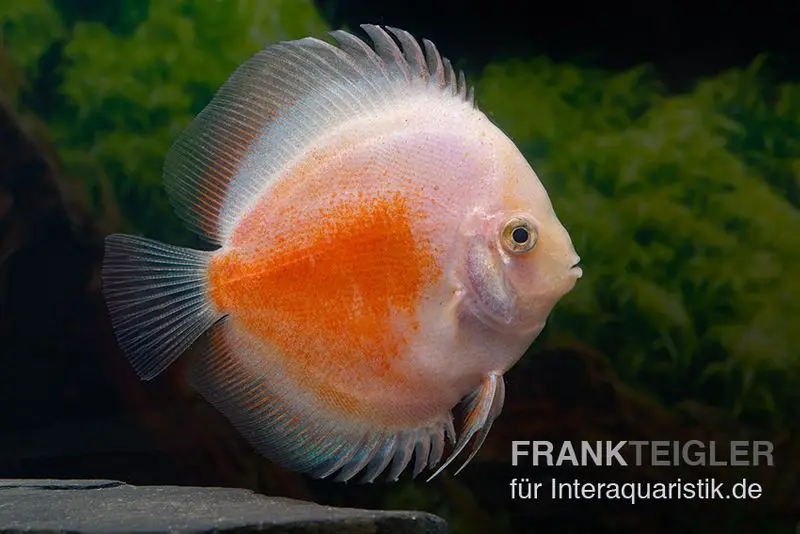 Diskusfisch ASIA-NZ, Symphysodon discus  Red White