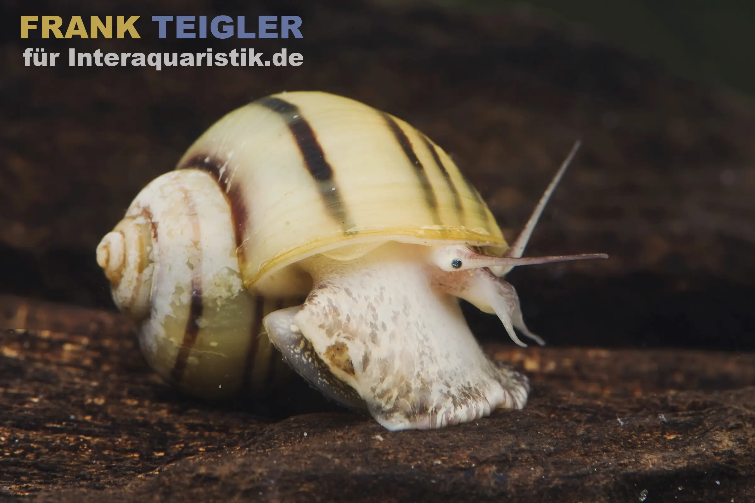 Zebra-Apfelschnecke, Asolene spixi