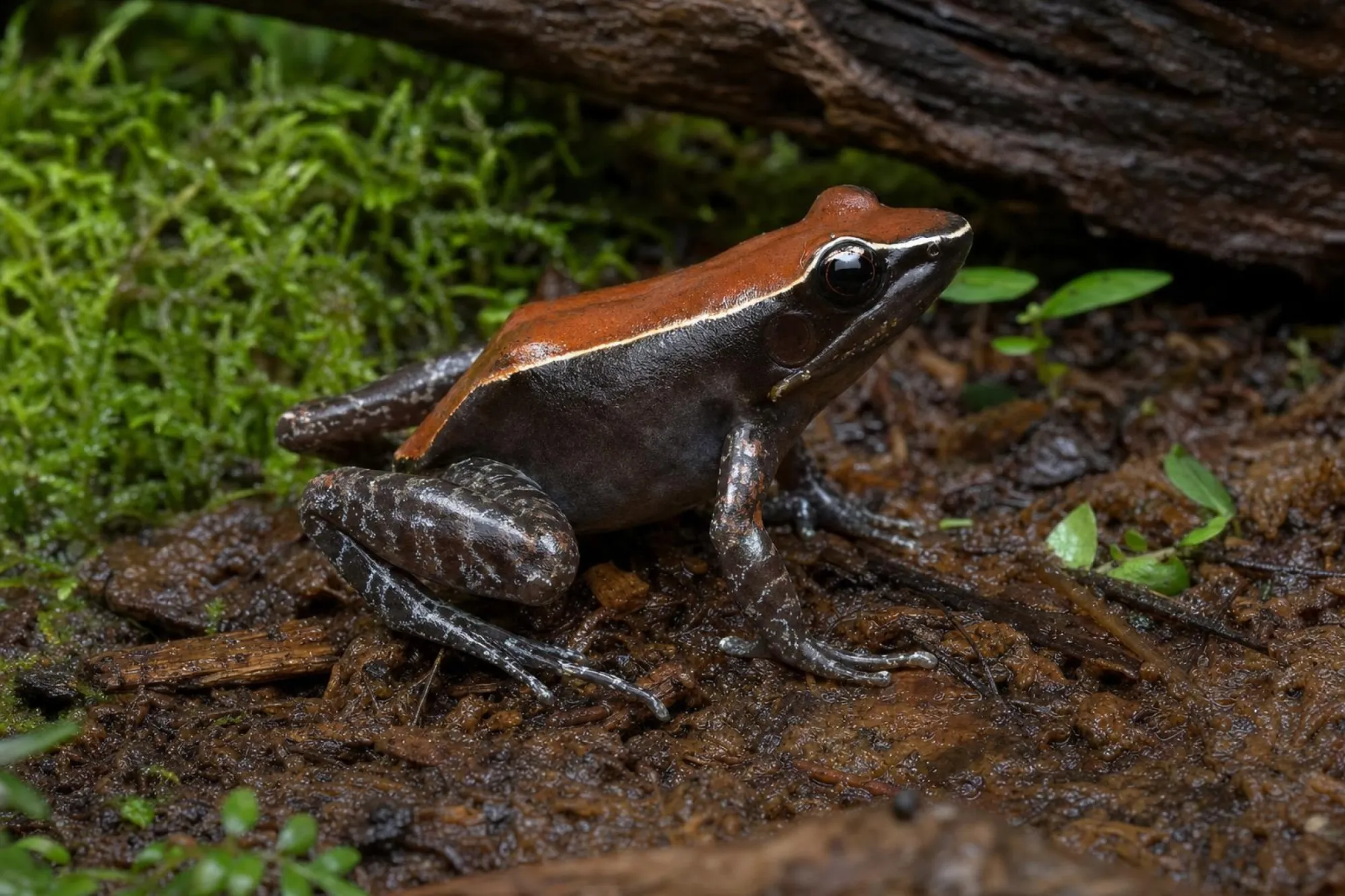 Mahagonifrosch, Hylarana luctuosa