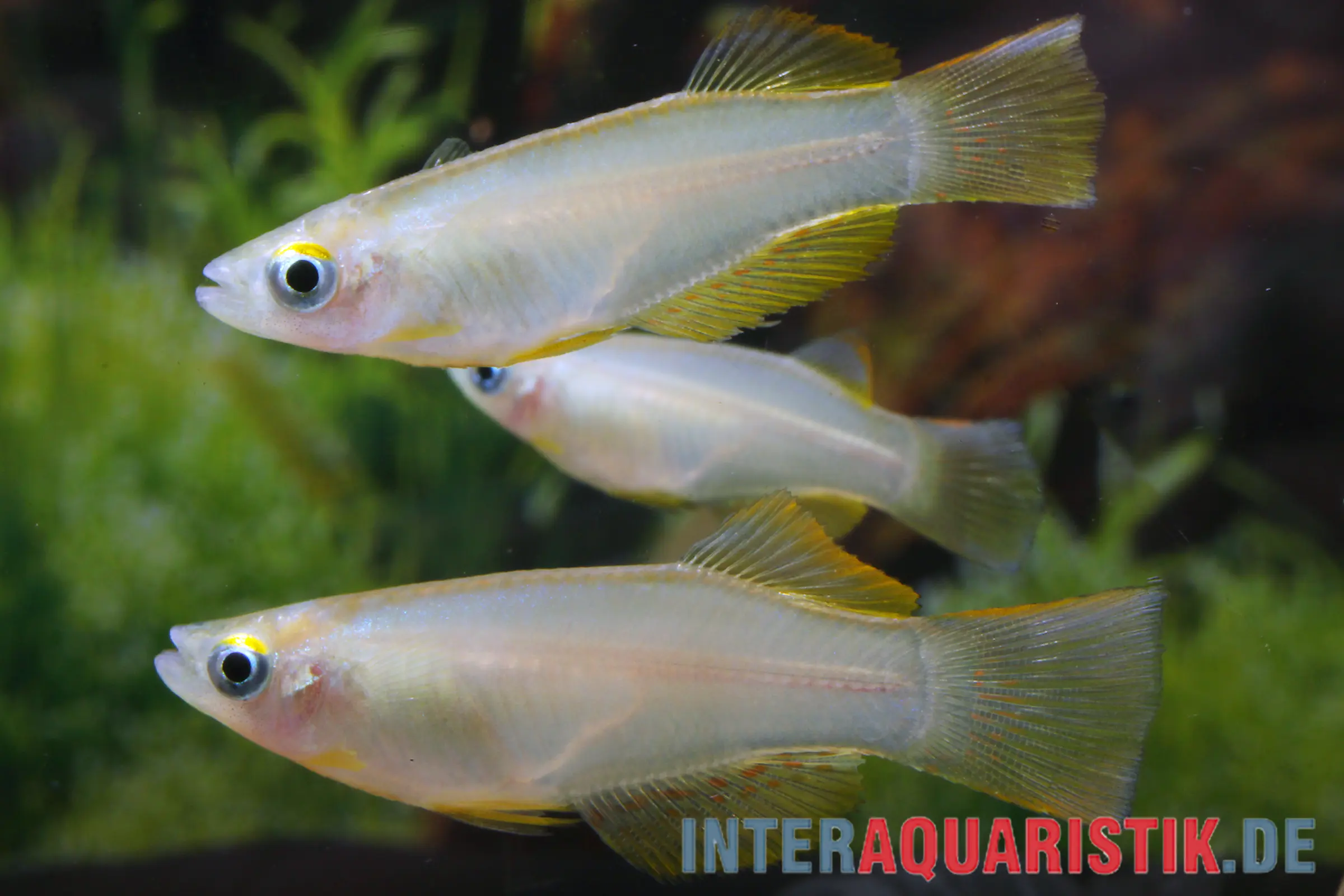 Variabler Leuchtaugenfisch, Procatopus similis
