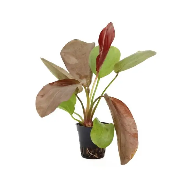 Echinodorus-Aquarienpflanzen
