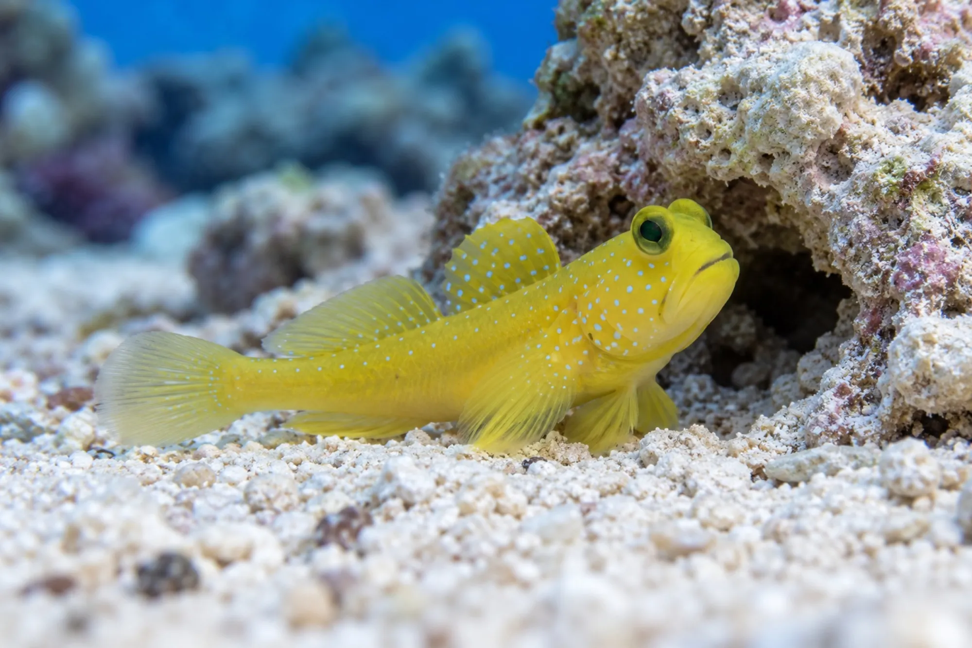 Gelbe Symbiosegrundel Nachzucht, Cryptocentrus cinctus, ca. 2,0-3,0 cm