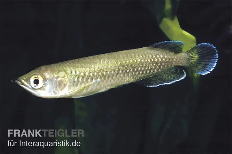 Australischer Knochenzüngler, Scleropages jardini, 17-20 cm