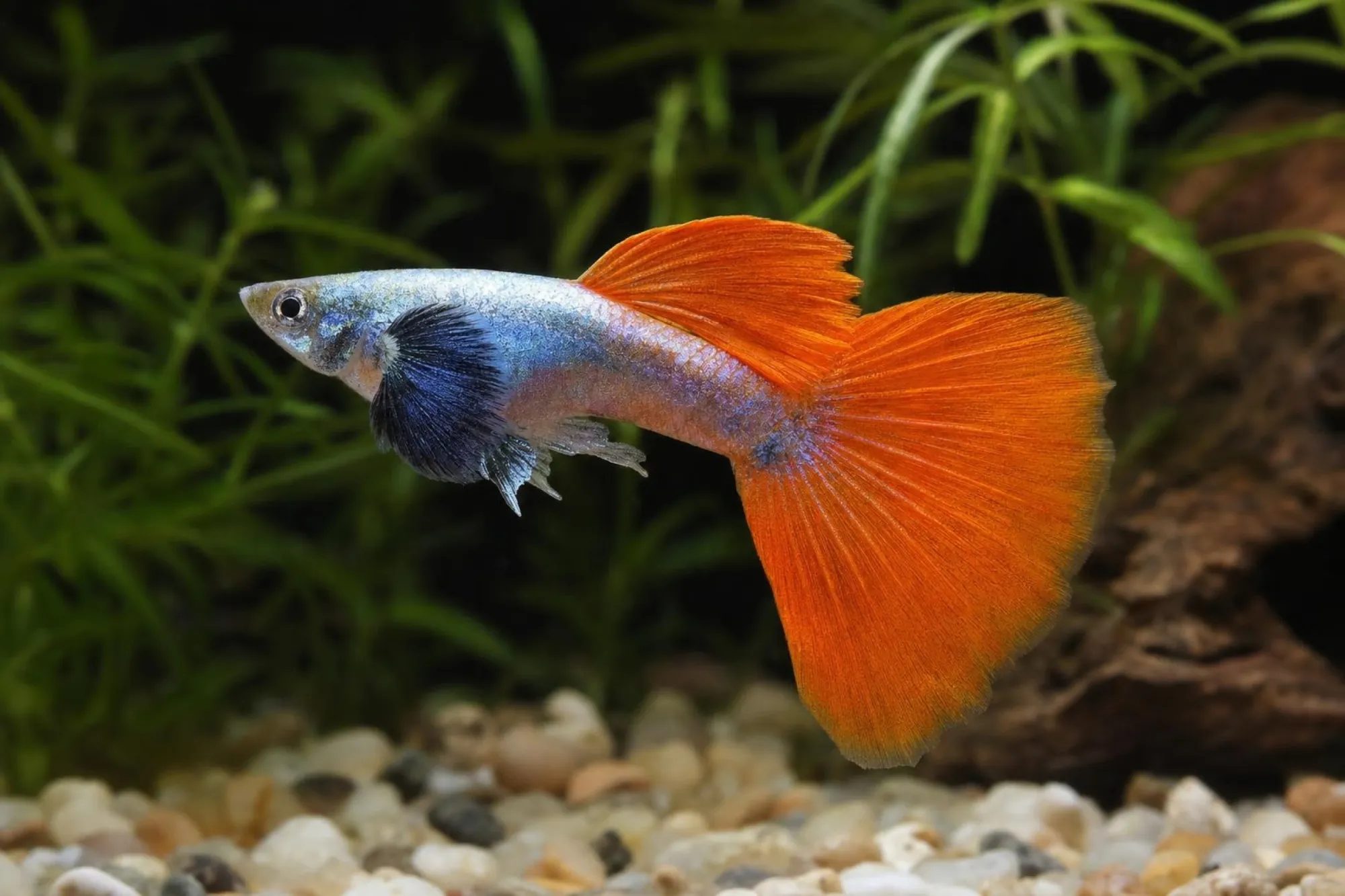 Dumbo-Ear-Guppy, Männchen, Poecilia reticulata