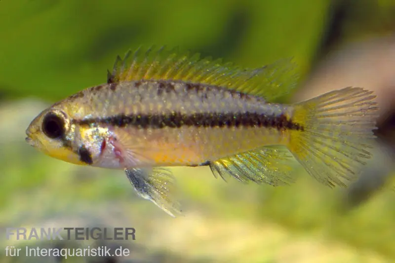Goldbauch-Zwergbuntbarsch, Apistogramma atahualpa (paarweise)
