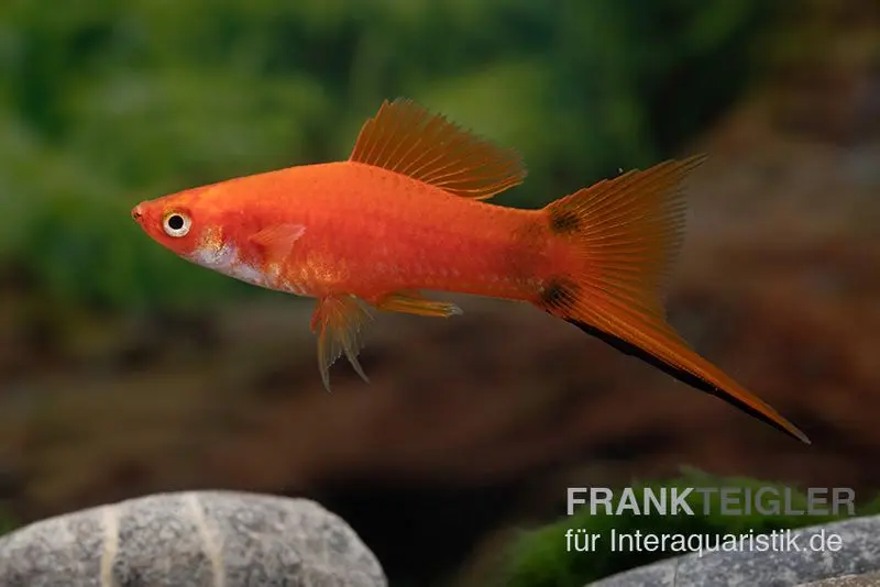 Roter Schwertträger Mickey Mouse, Xiphophorus helleri