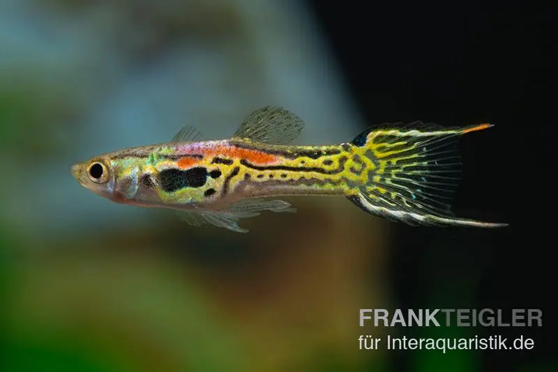 Leopard Endlerguppy, Poecilia wingei Leopard, paarweise