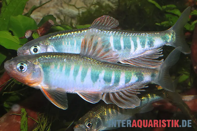 Japanischer Drachenfisch, Zacco platypus, 4-5 cm (Kaltwasser & Warmwasser)