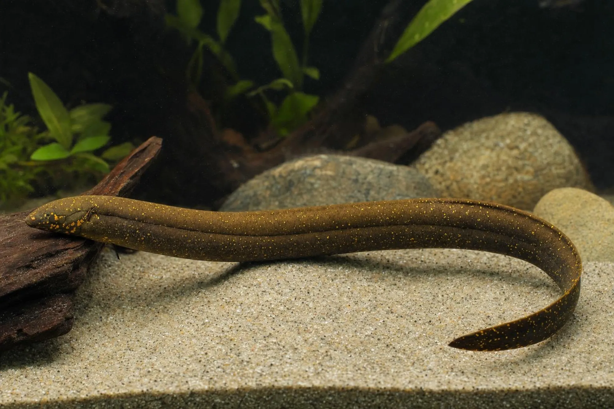 Südamerikanischer Lungenfisch, Lepidosiren paradoxa