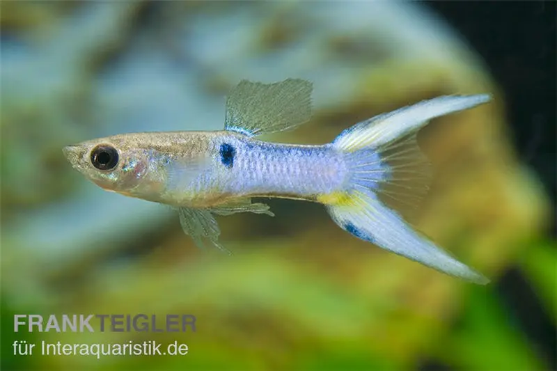 Endler Guppy Japan Blue, Poecilia wingei, paarweise (Minifisch)
