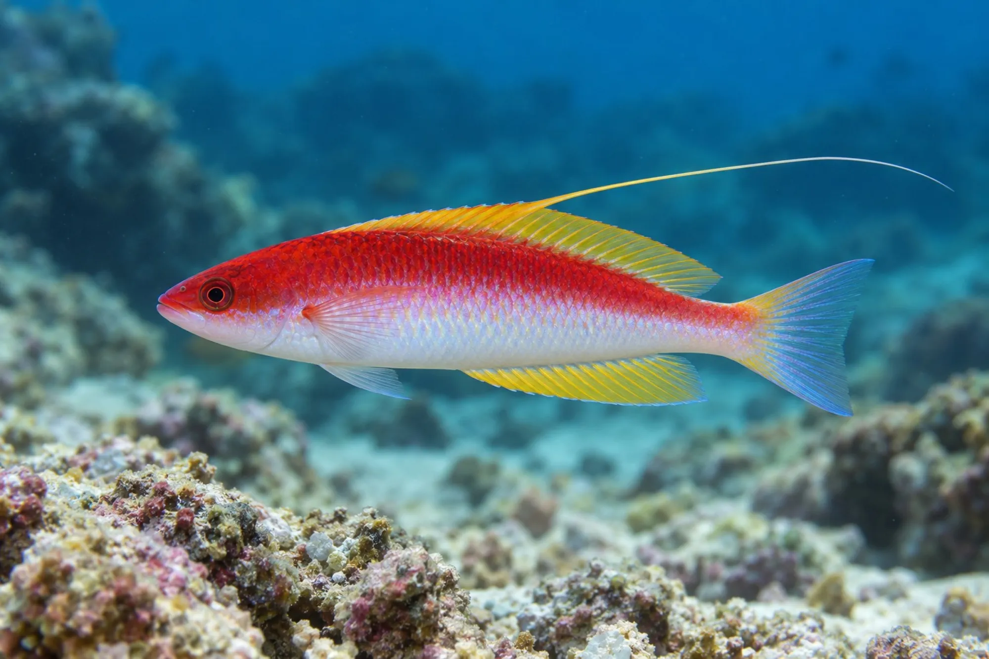 Wimpel Zwerglippfisch, Cirrhilabrus filamentosus