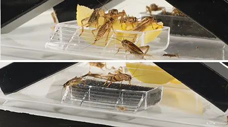 Exo Terra Cricket Box mit 2 Röhren + 1 Schwamm
