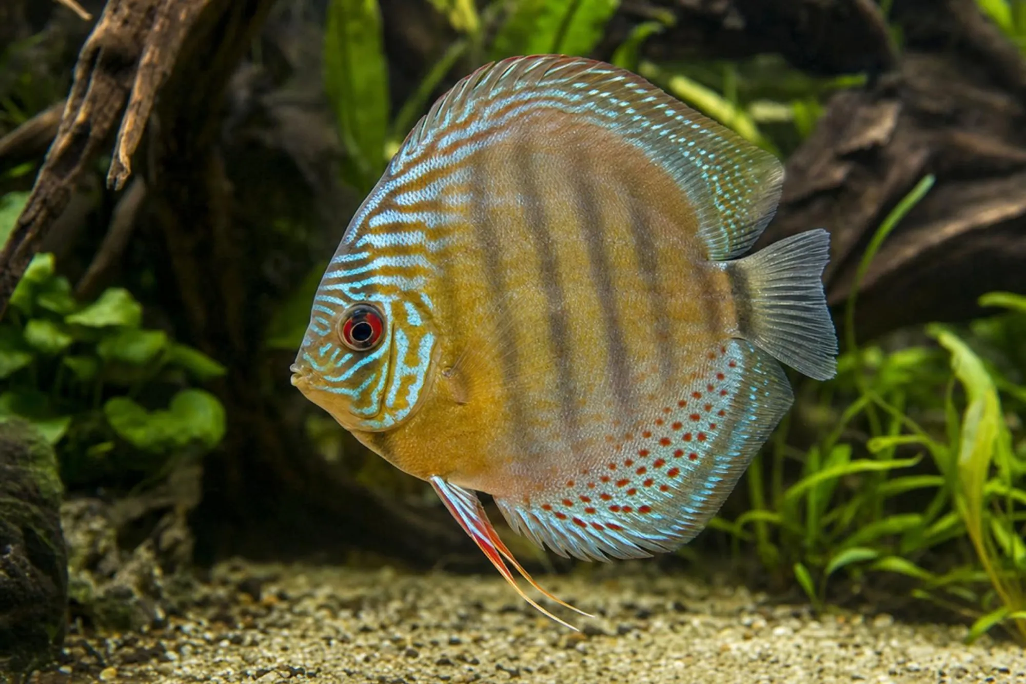 Grüner Diskus „Tefé Red Spots“, Symphysodon tarzoo