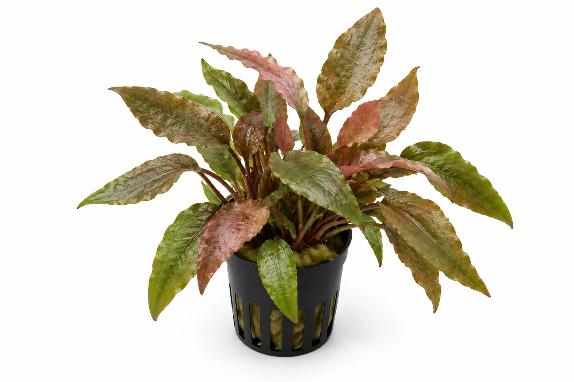 Cryptocoryne wendtii Fancy Pink im Gittertopf mit gewellten olivgrünen, bronzefarbenen und rosafarbenen Blättern vor weißem Hintergrund.