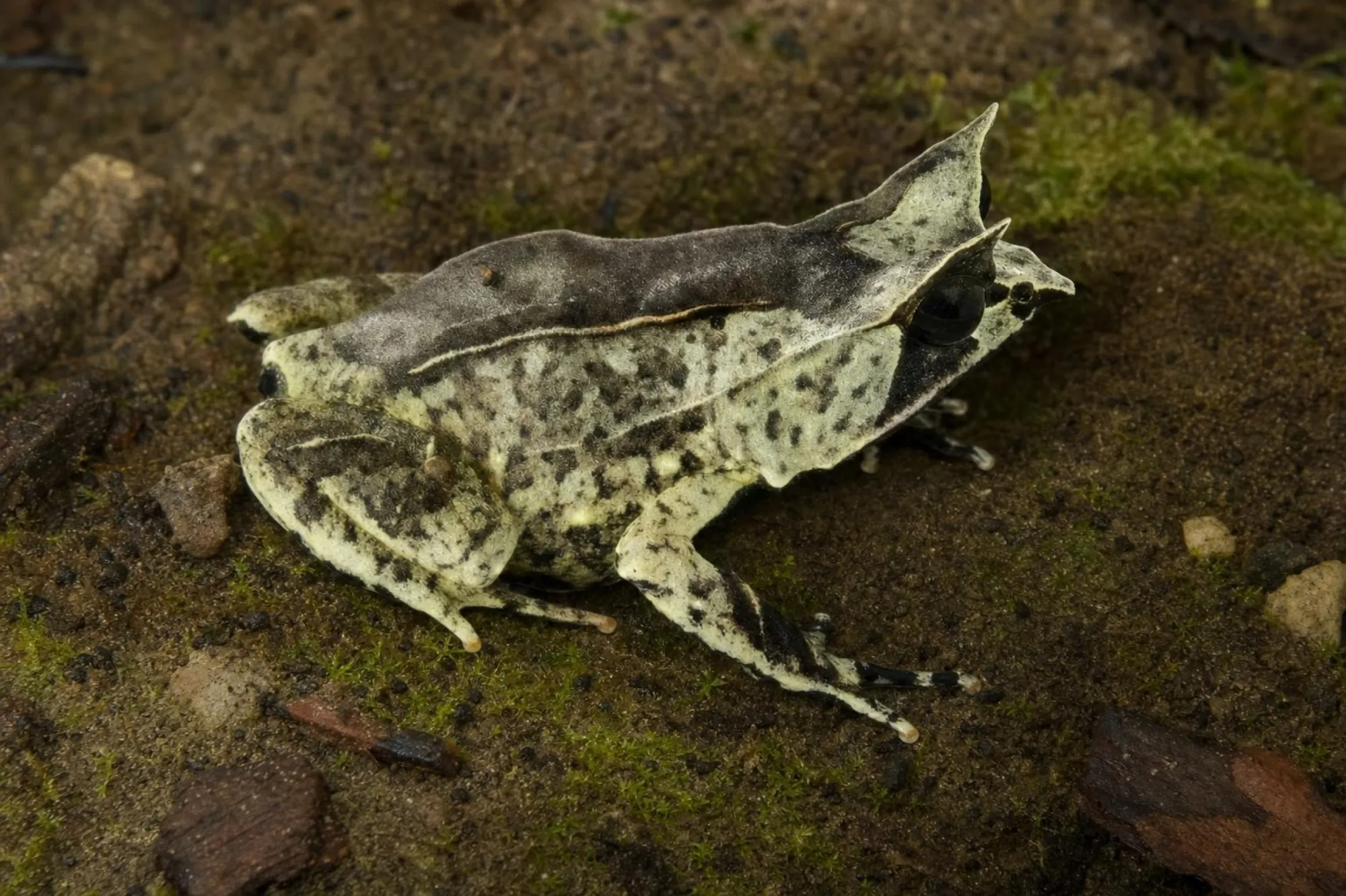 Zipfelkrötenfrosch, Pelobatrachus nasutus