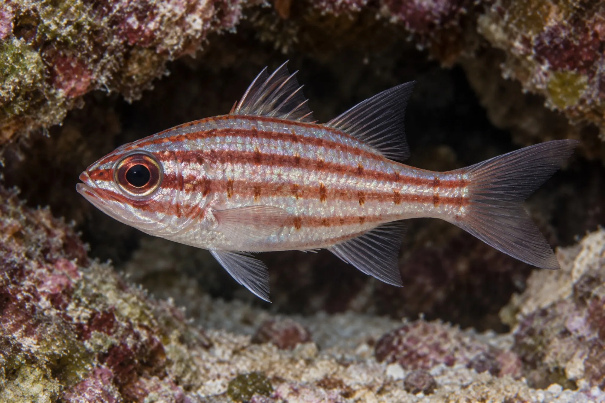Rotstreifen Kardinalbarsch, Ostorhinchus margaritophorus