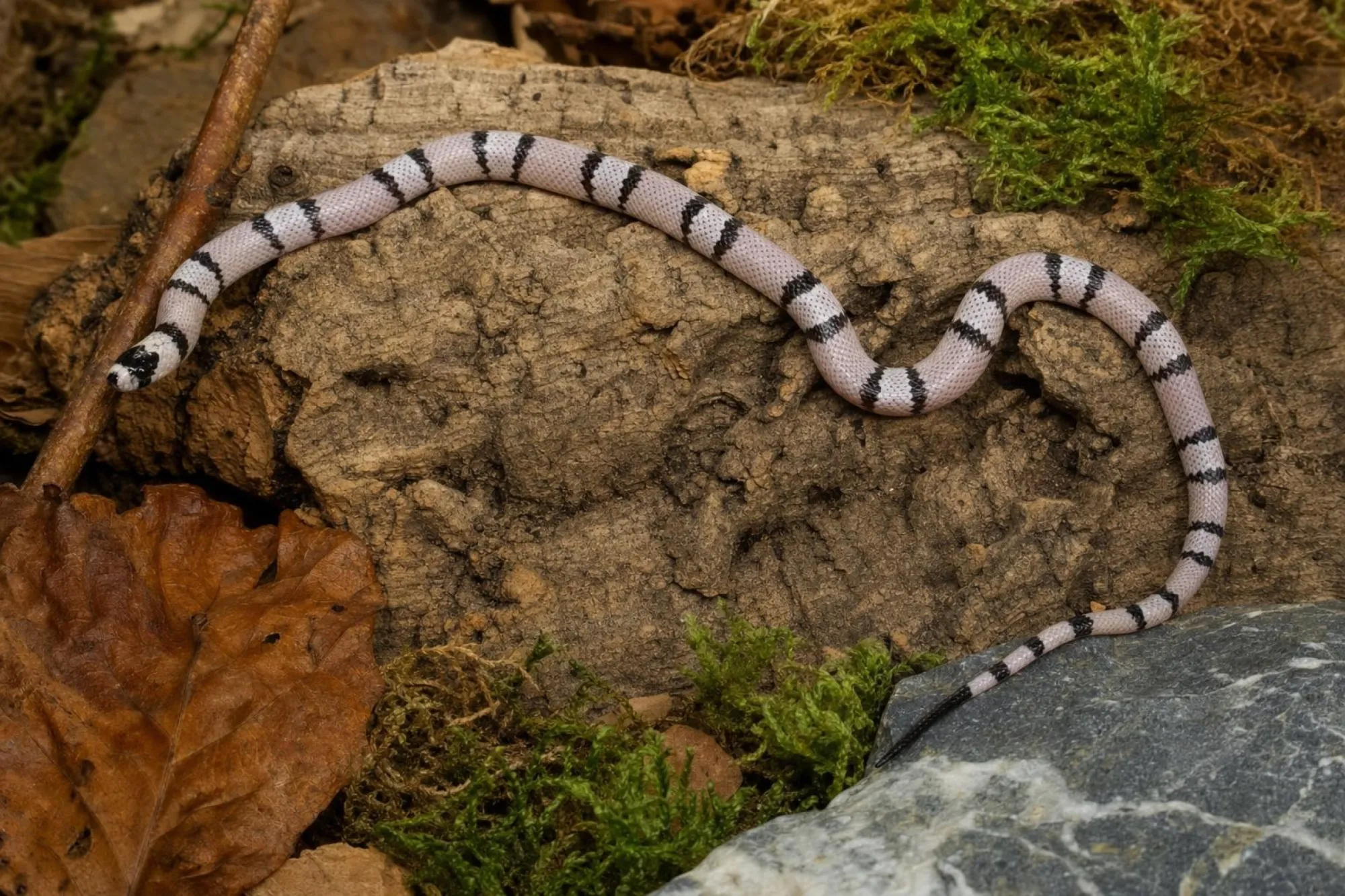Honduras-Milchschlange „Super Hypo Vanishing“, Lampropeltis triangulum hondurensis