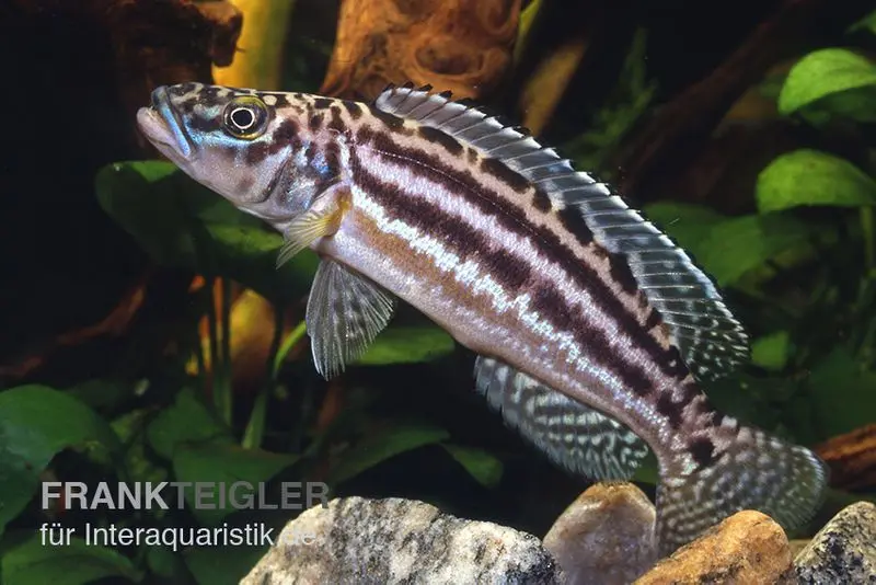 Vierstreifen-Lamprologus, Lepidiolamprologus nkambae, 3-4 cm