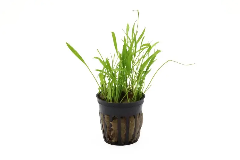 Grasartige Zwergschwertpflanze, Helanthium tenellum "Green", im Topf