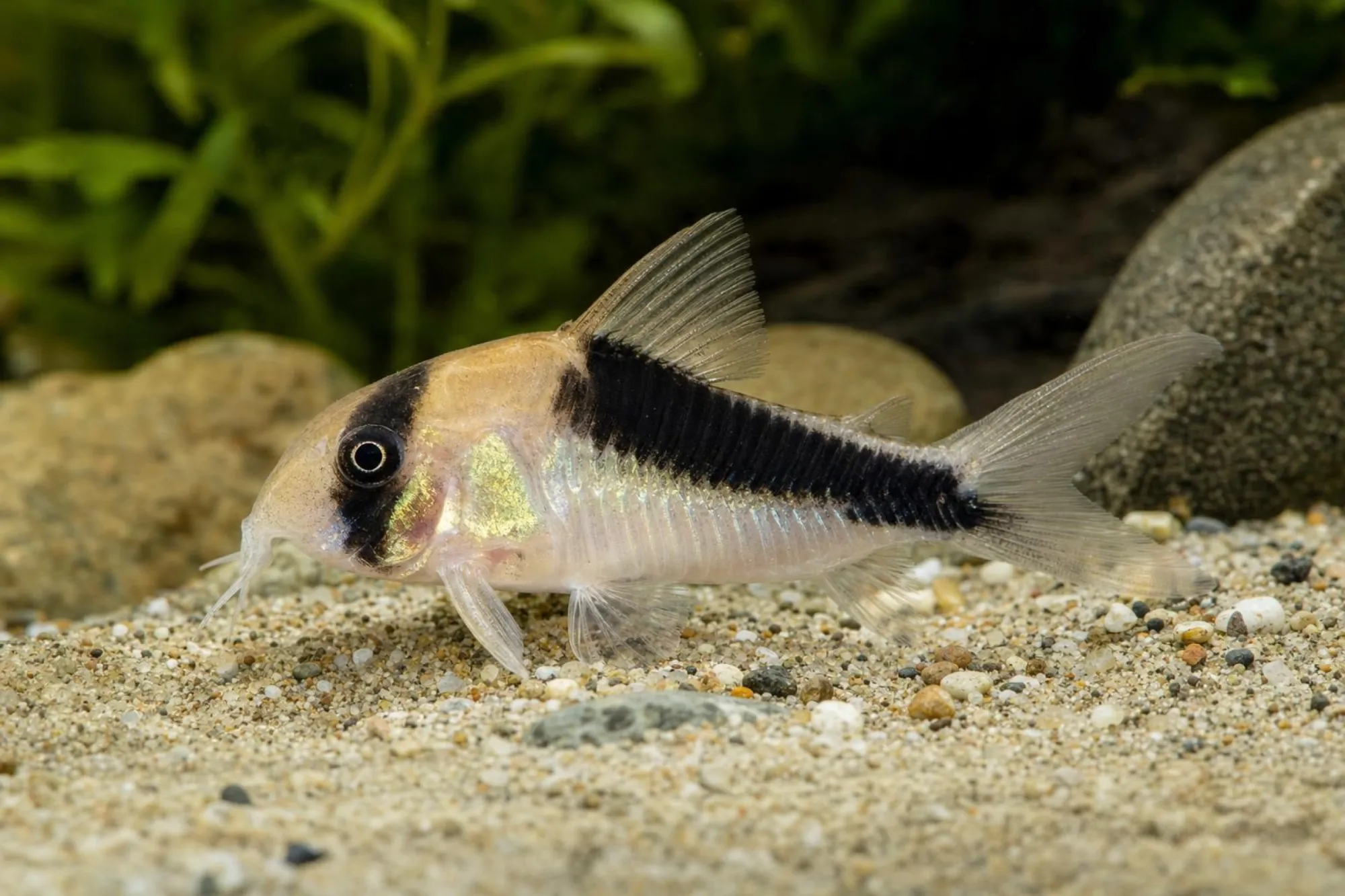 Panzerwels „CW107“, Hoplisoma sp.