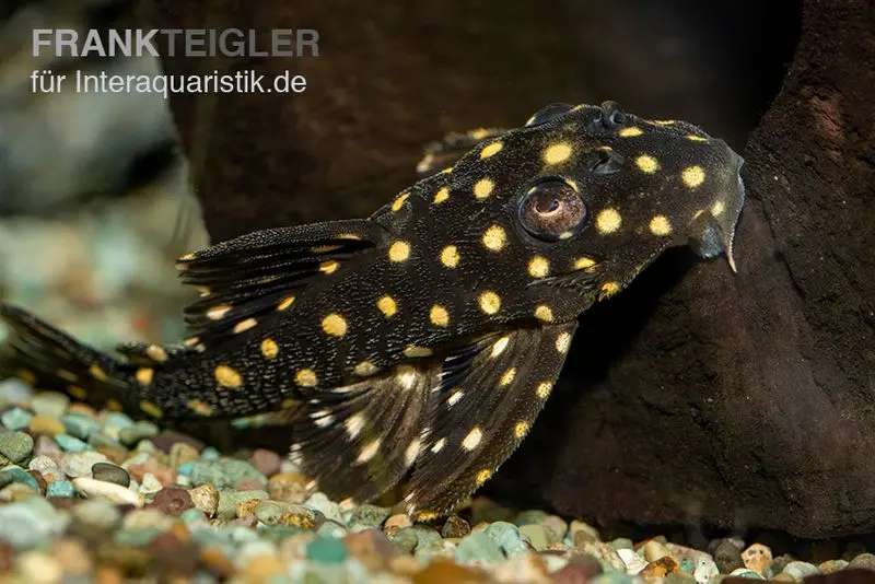Orinoco-Engelsharnischwels, L201, Hypancistrus cf. inspector, 4-5 cm