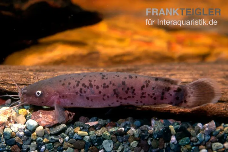 Zitterwels, Malapterurus electricus, 5-6 cm