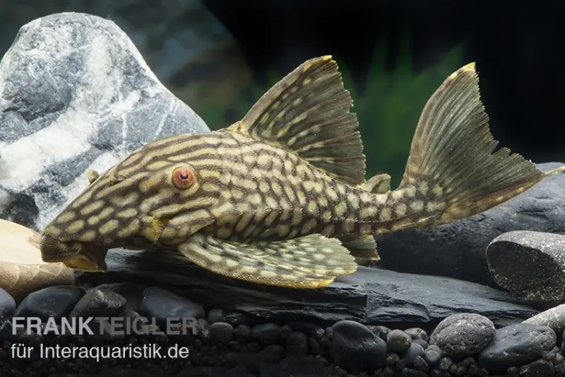 Gefleckter Streifenharnischwels, L330, Panaque spec. 18-20 cm