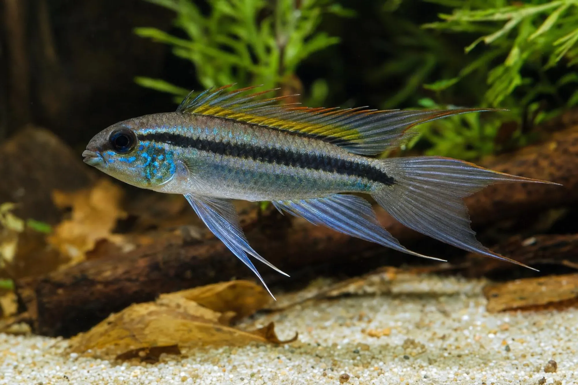 Zweistreifen-Zwergbuntbarsch, Apistogramma bitaeniata