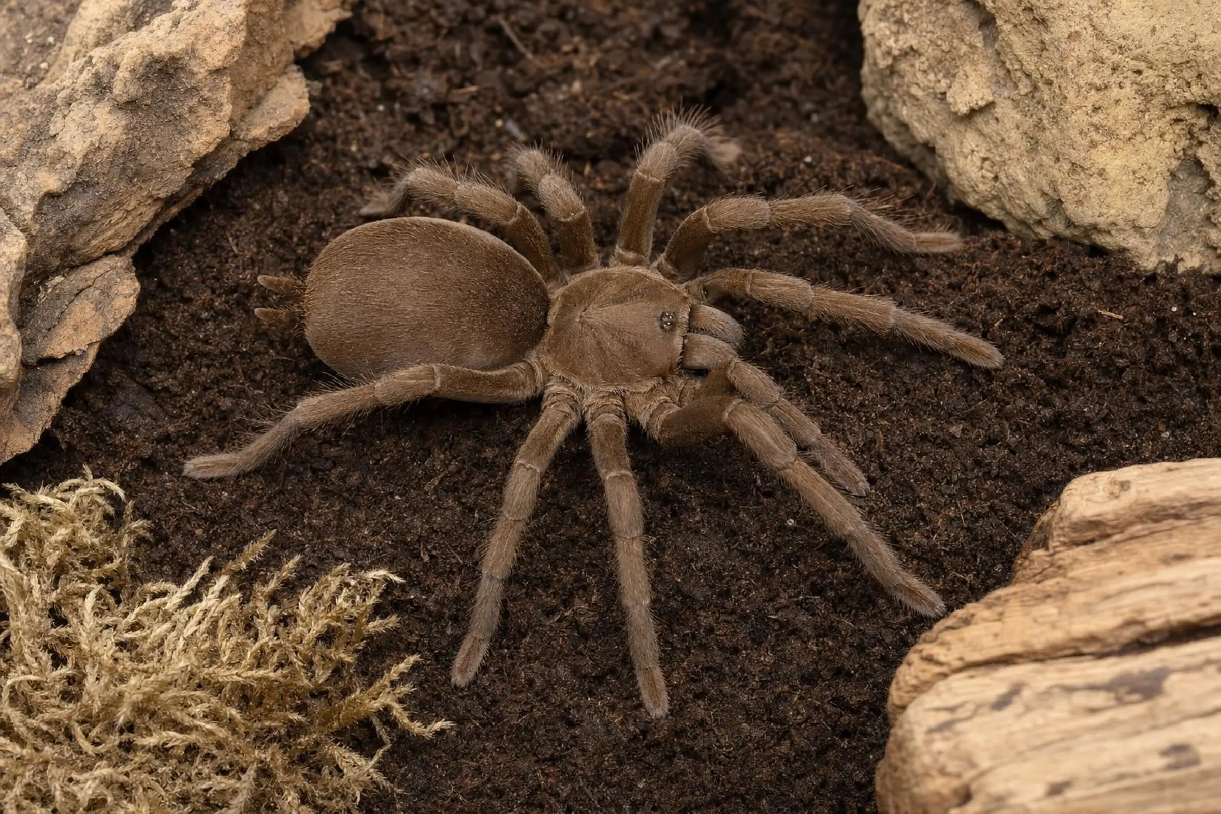 Queensland-Pfeifvogelspinne, Selenocosmia crassipes