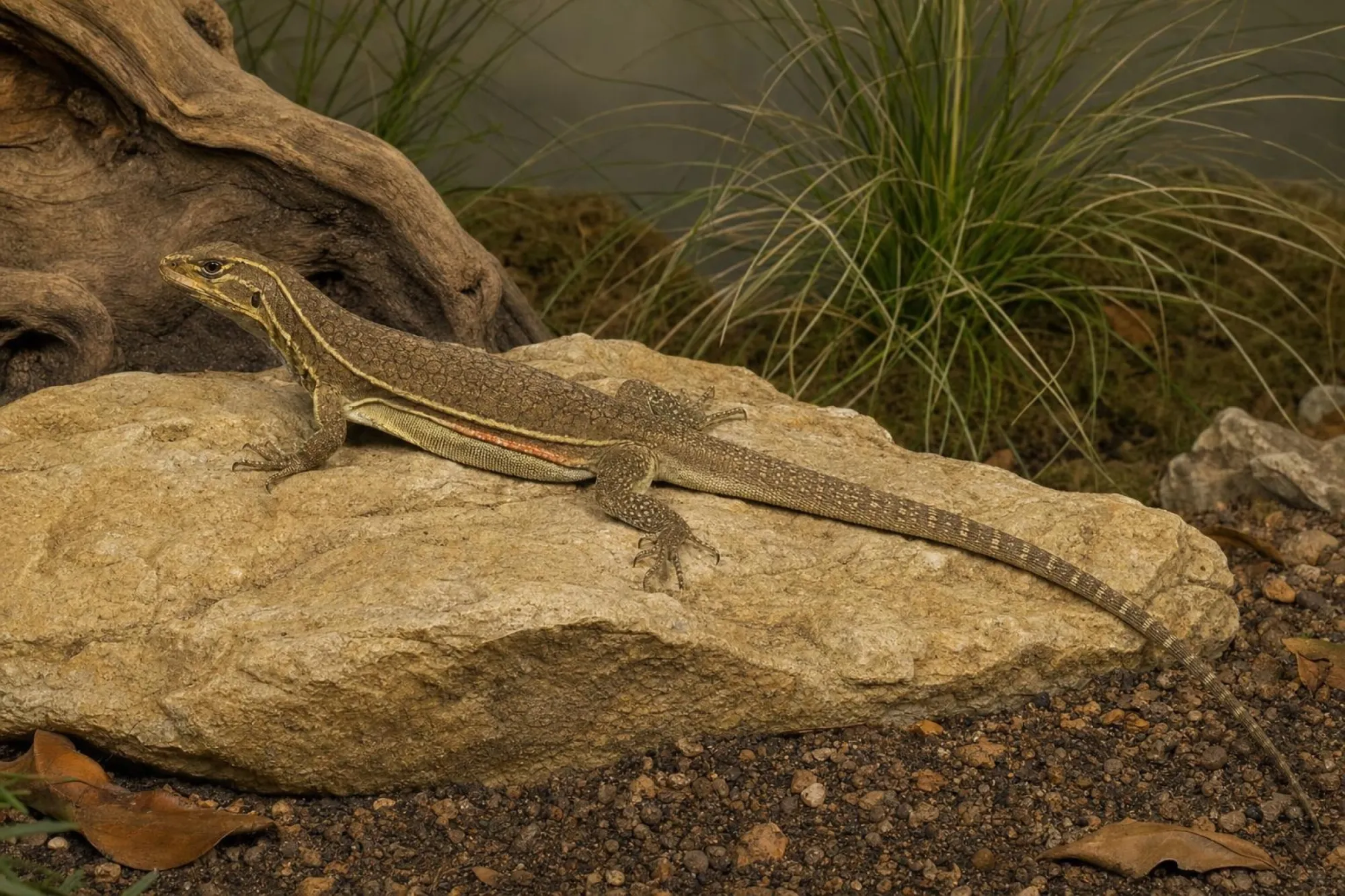 Rotband-Schmetterlingsagame, Leiolepis rubritaeniata